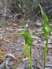 Pterostylis turfosa