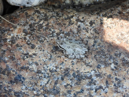 iNaturalist observation photo of Pacific chorus frog