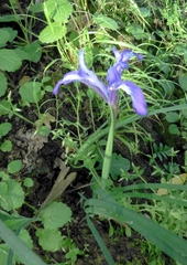 Iris macrosiphon
