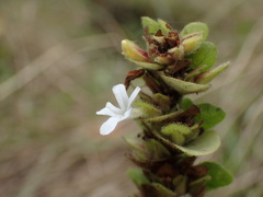 Phaulopsis imbricata