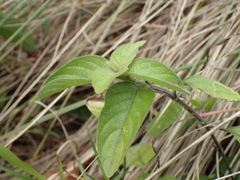 Phaulopsis imbricata