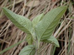 Phaulopsis imbricata