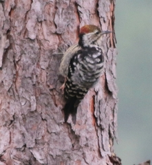 Dendrocopos macei