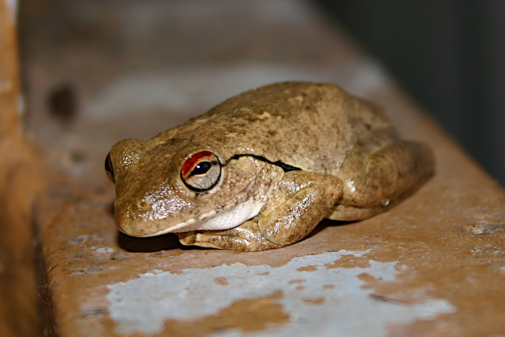 Litoria ridibunda from Mary River Wilderness Retreat, NT 0822 ...