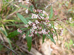Zieria smithii
