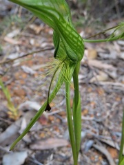 Pterostylis turfosa