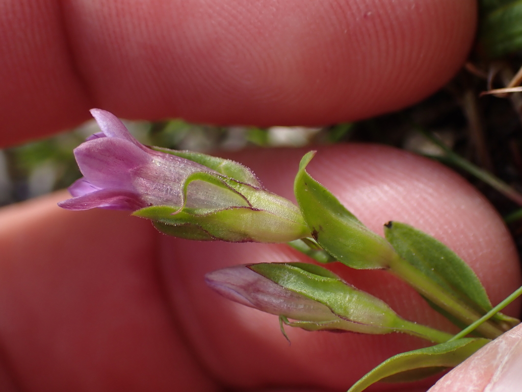 Gentianella liburnica