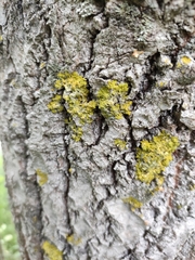 Xanthoria parietina