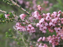 Erica umbelliflora