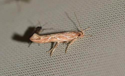 Pyroderces argyrogrammos