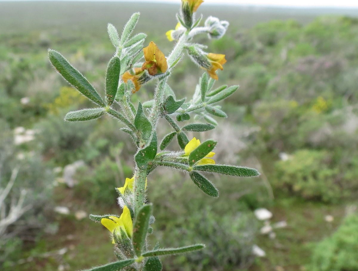 Melolobium aethiopicum