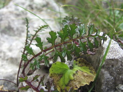 Pedicularis nordmanniana