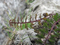 Pedicularis nordmanniana