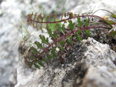 Pedicularis nordmanniana