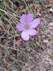 Colchicum bivonae