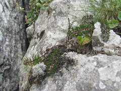 Pedicularis nordmanniana