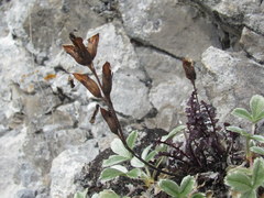 Pedicularis nordmanniana