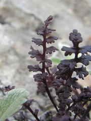 Pedicularis nordmanniana