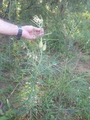 Gomphocarpus fruticosus fruticosus