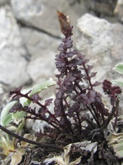 Pedicularis nordmanniana
