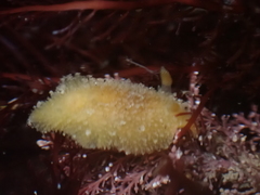 Thordisa bimaculata
