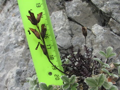 Pedicularis nordmanniana