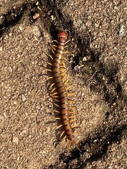 Scolopendra morsitans