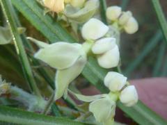 Gomphocarpus fruticosus fruticosus