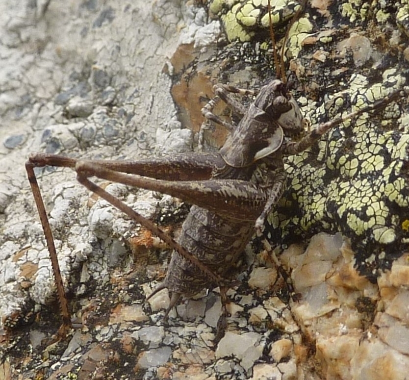 Rhacocleis corsicana