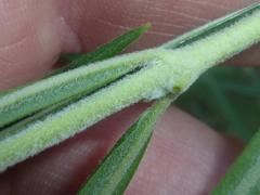 Gomphocarpus fruticosus fruticosus