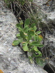 Silene pygmaea