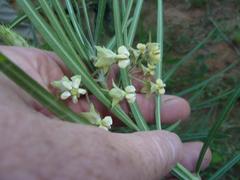 Gomphocarpus fruticosus fruticosus
