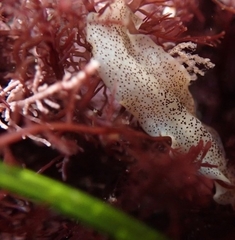 Enchiridium punctatum