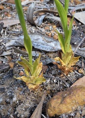 Pterostylis turfosa