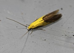 Opogona protodoxa