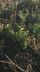 Crassula tetragona