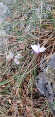 Cyclamen graecum
