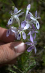 Lapeirousia pyramidalis