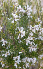 Acrothamnus hookeri