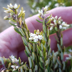 Acrothamnus hookeri