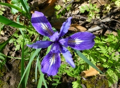 Iris macrosiphon