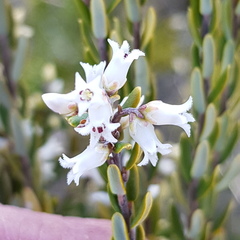 Acrothamnus hookeri