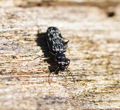 Scopodes tasmanicus