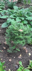 Thuja occidentalis