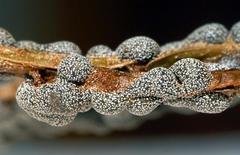 Polyschismium chailletii