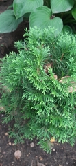 Thuja occidentalis
