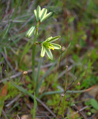 Albuca suaveolens