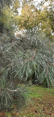 Pinus sylvestris