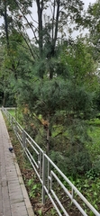 Pinus sylvestris