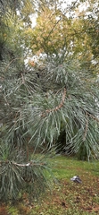 Pinus sylvestris